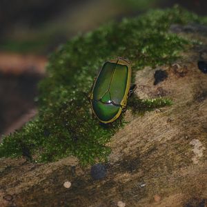 Green sun beetle at BugzUK Parc