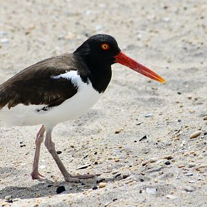 American Oystercatcher (Haematopus palliatus palliatus)