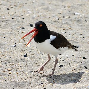 American Oystercatcher (Haematopus palliatus palliatus)