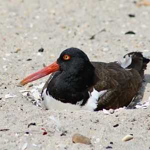 American Oystercatcher (Haematopus palliatus palliatus)