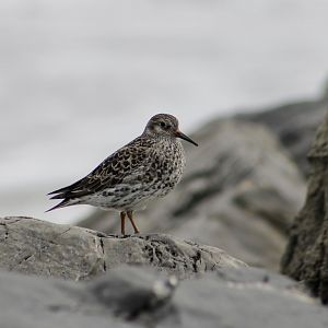 Purple Sandpiper (Calidris maritima)