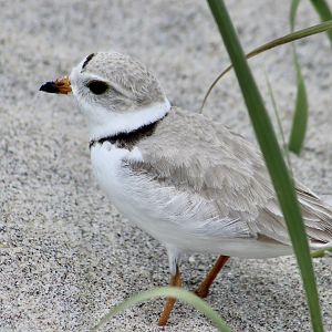 Piping Plover (Charadrius melodus melodus)