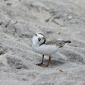 Piping Plover (Charadrius melodus melodus)