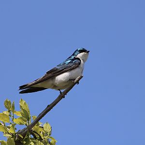 Tree Swallow (Tachycineta bicolor)