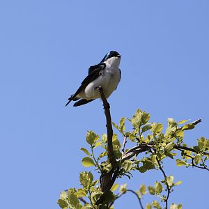 Tree Swallow (Tachycineta bicolor)