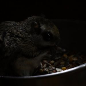 Japanese dwarf flying squirrel (Pteromys momonga)