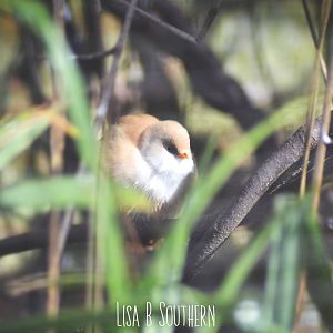 bearded reedling female