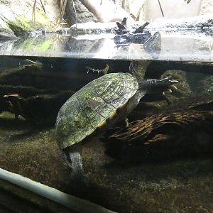 Annam pond turtle