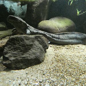 Chinese giant salamander