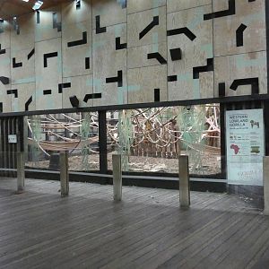 Gorilla house viewing area