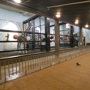 Giraffe indoor enclosure