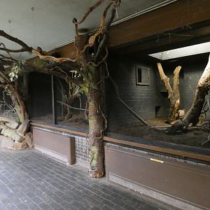 Narrow-striped vontsira enclosure