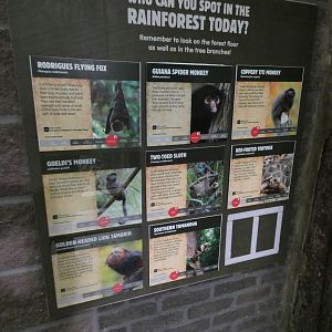 Species of 'Rainforest Life'