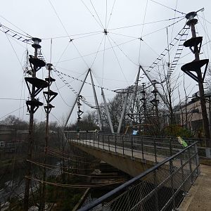 Black-and-white colobus walk-through enclosure