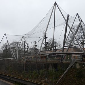 Black-and-white colobus in the Snowdon aviary
