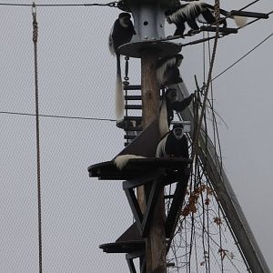 Black-and-white colobus using high platforms