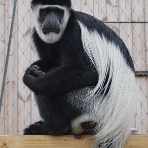 Black-and-white colobus