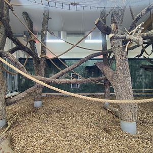 Black-and-white colobus indoor enclosure