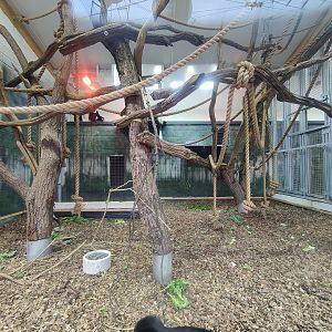 Black-and-white colobus indoor enclosure