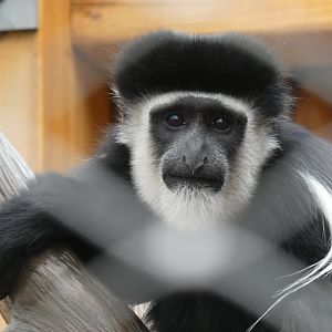 Young black-and-white colobus