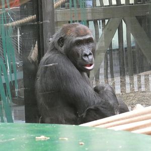 Western lowland gorilla, Gernot