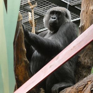 Western lowland gorilla, Effie