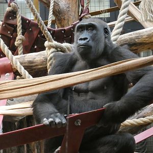 Western lowland gorilla, Mjukuu