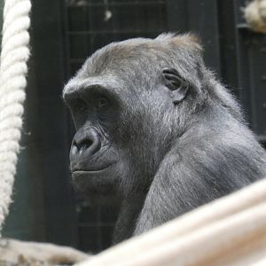 Western lowland gorilla, Afia