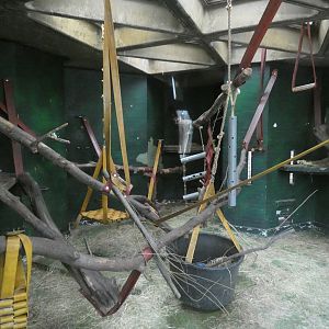 Sulawesi crested macaque indoor enclosure