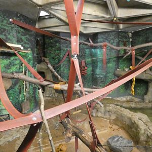 Sulawesi crested macaque indoor enclosure