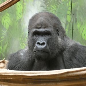 Western lowland gorilla male