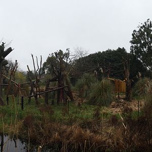 Western lowland gorilla outdoor enclosure