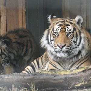 Sumatran tiger