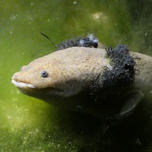 Lake Pátzcuaro salamander