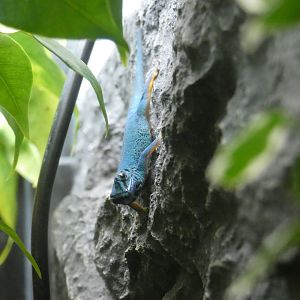 Williams' dwarf gecko