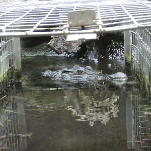 Philippine crocodile