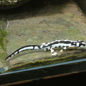 Emperor spotted newt