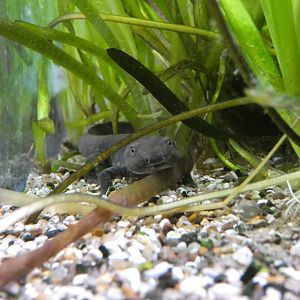 Sardinian brook salamander