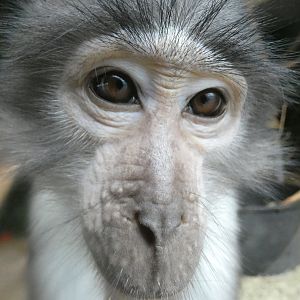 White-naped mangabey