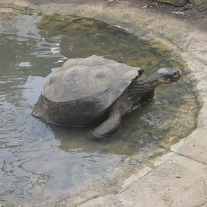 Galapogas giant tortoise