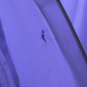 Giant African mosquito