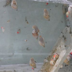 Moorean viviparous tree snail