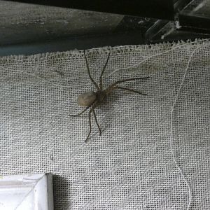 Huntsman spider