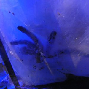 Martinique red tree spider