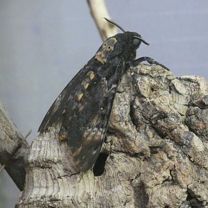 Deaths-head hawkmoth
