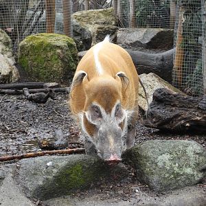 Red river hog
