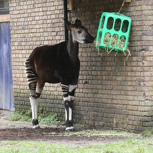 Okapi