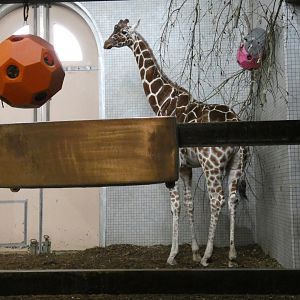 Reticulated giraffe