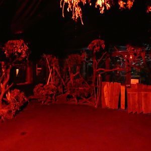 Aye-aye viewing area