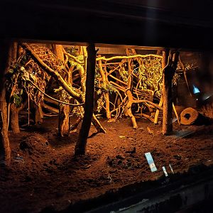 Malagasy giant jumping rat enclosure
